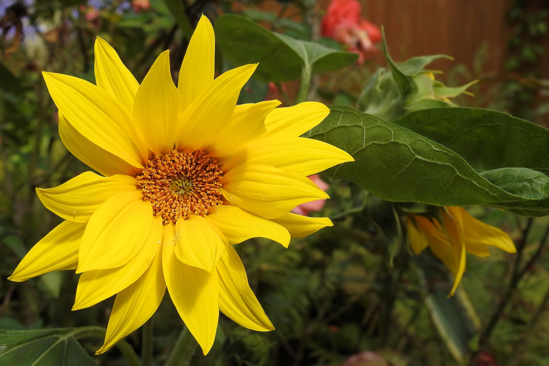 sun-flower-1586949_1920